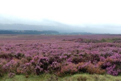 North York Moors and Whitby Day Tour from York - Byland Abbey ruins: 30 minutes that actually feels like a visit