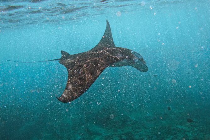 Nusa Penida day trip: boat, 4 snorkeling, Manta rays & Land tour - Key Things I’d Book This For