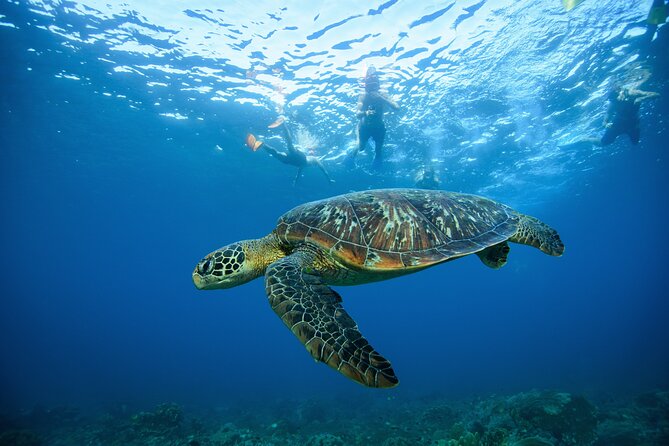 Nusa Penida day trip: boat, 4 snorkeling, Manta rays & Land tour - Kelingking Beach Cliff Views by Private Car (No Mini-Bus Vibes)