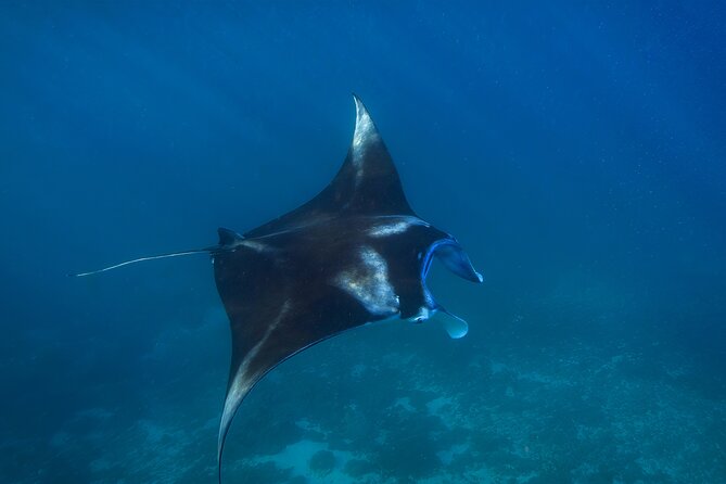 Nusa Penida day trip: boat, 4 snorkeling, Manta rays & Land tour - Lunch on Nusa Penida: Infinity Pool Views While You Recharge