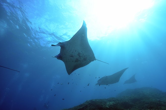 Nusa Penida Day Trip for 3 dives - Quick take: what you’ll love most