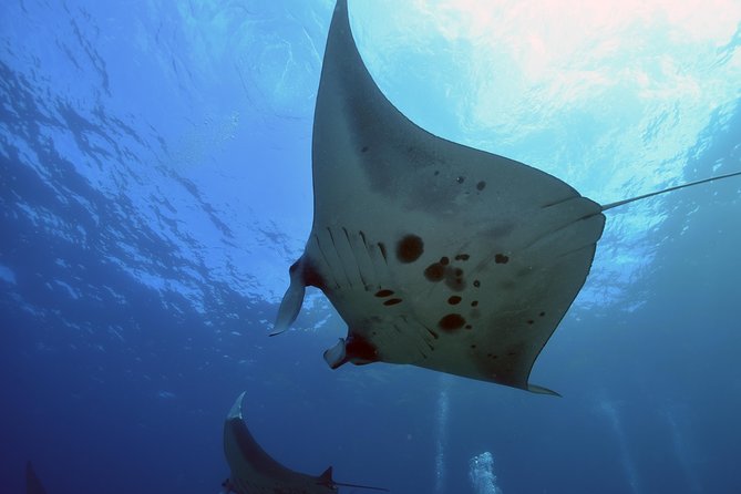 Nusa Penida Day Trip for 3 dives - Why Nusa Penida is worth a full day (not just a quick stop)