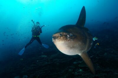 Nusa Penida Day Trip for 3 dives - The day-by-day flow: 7am pickup to boat lunch on the water