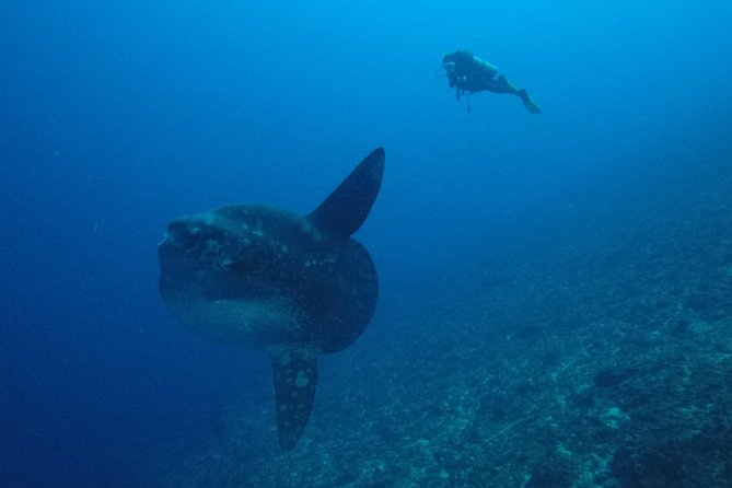 Nusa Penida Day Trip for 3 dives - Safety and the 4-to-1 setup: how this lowers stress