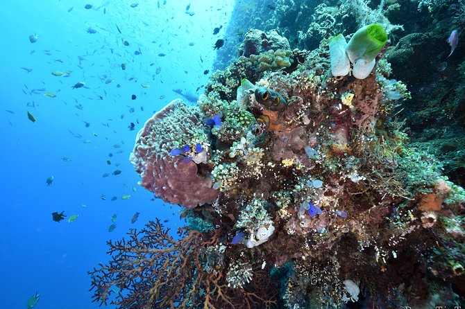 Nusa Penida Day Trip for 3 dives - Nitrox 32%: when the free tanks are a real win
