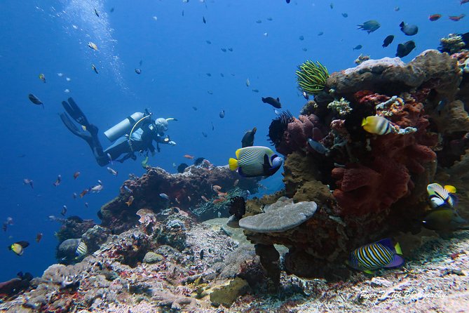 Nusa Penida Day Trip for 3 dives - Who should book this (and who might want a different plan)
