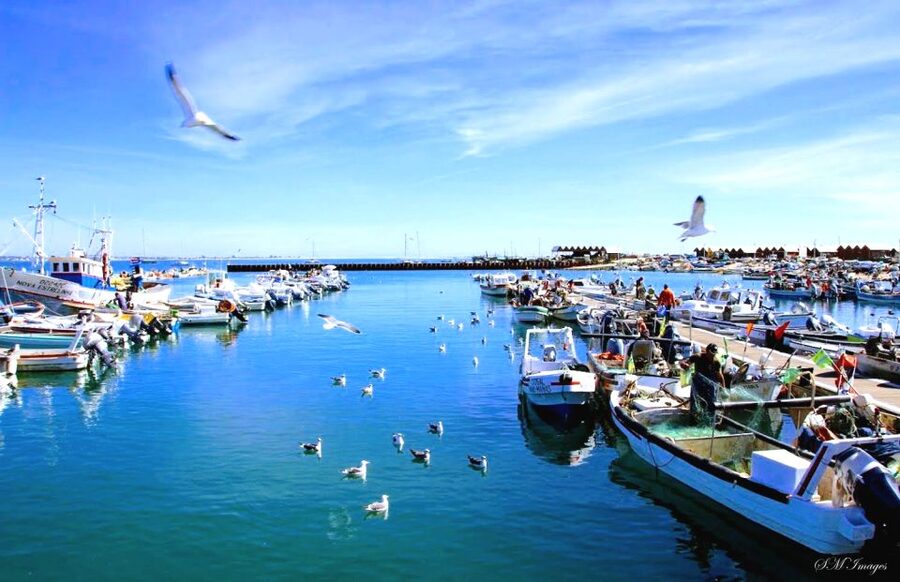 Olhão: Ria Formosa 3 Islands Guided Day Trip by Boat - Birds, Marine Life, and the Dolphin Bonus Moment