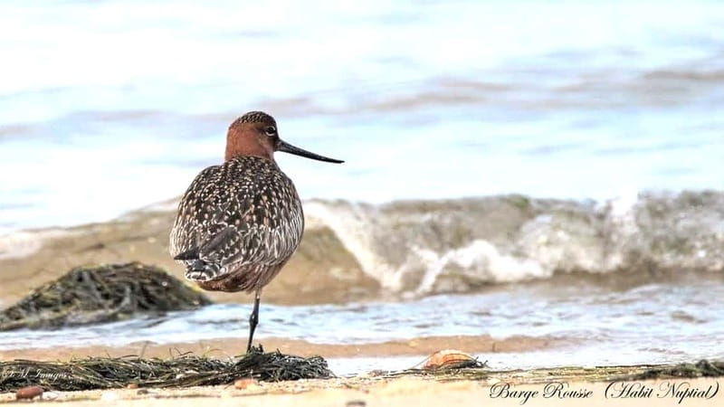 Olhão: Ria Formosa 3 Islands Guided Day Trip by Boat - Timing, Stops, and the Reality of Short Breaks