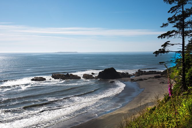 Olympic National Park Day Tour from Seattle - Salt Creek vs Dungeness Spit: tide pools depend on the ocean calendar