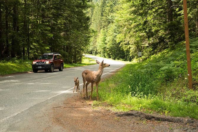 Olympic National Park Day Tour from Seattle - Lake Crescent: glacier-carved clarity and Marymere Falls options