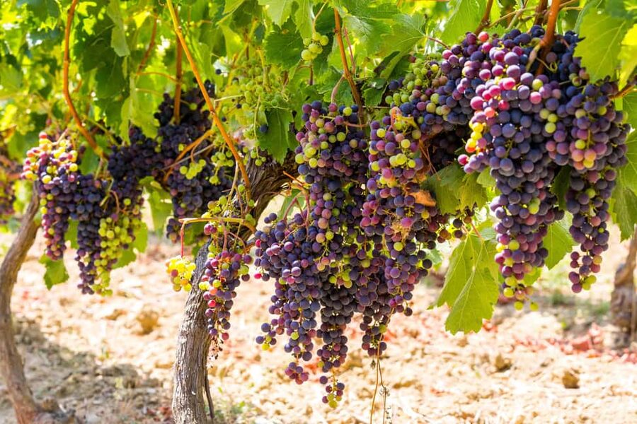 Organic Wine Tasting with Saint paul Half Day Tour from Nice - How the half-day format runs from Nice