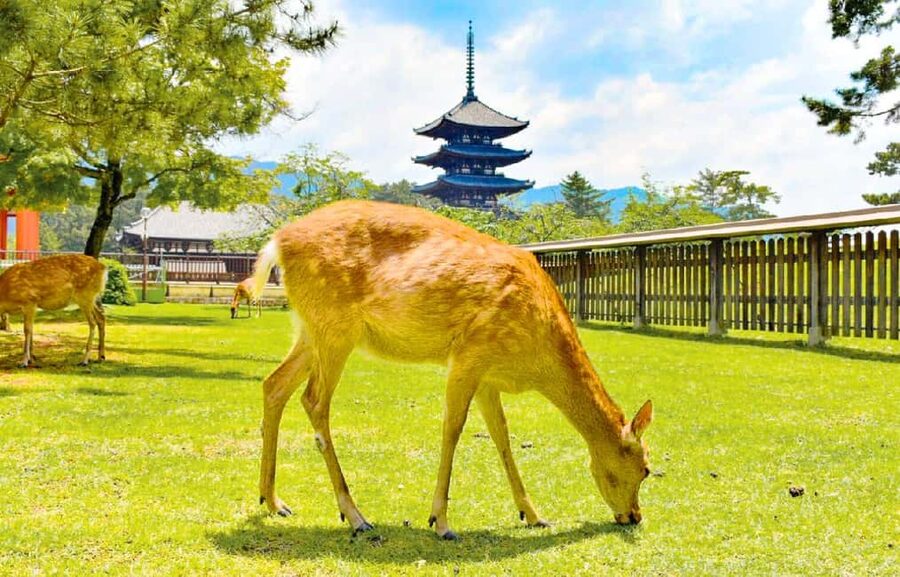Osaka: Nara and Uji Day Trip with Deer Park and Hot Spring - Nara Park and the Deer Park feeding moment