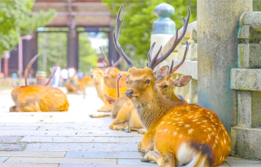 Osaka: Nara and Uji Day Trip with Deer Park and Hot Spring - Who should book this day trip (and who should skip it)