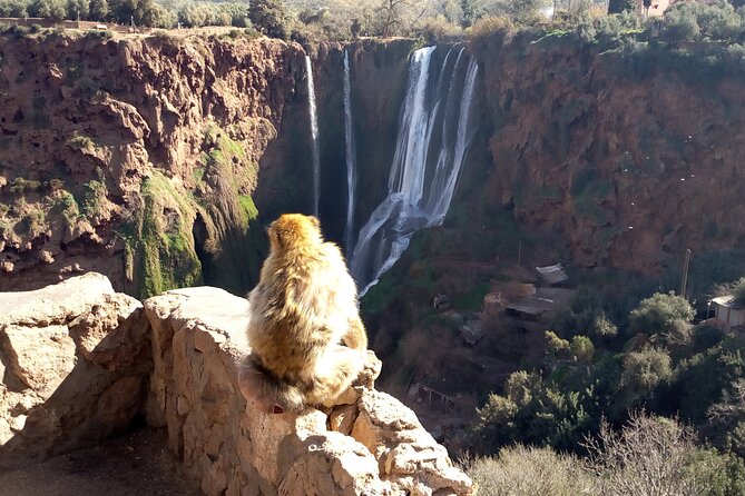 Ouzoud Waterfalls Full Day Trip From Marrakech - The guided walk at Ouzoud: olive trees, viewpoints, and monkeys