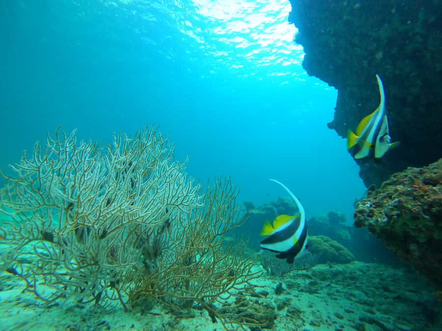 Phi Phi & Bamboo Islands: Premium Day Trip w/ Seaview Lunch - Phuket morning to Royal Phuket Marina: where the day starts strong