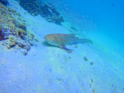 Phi Phi & Bamboo Islands: Premium Day Trip w/ Seaview Lunch - The speedboat ride to Phi Phi: fast, fun, and sometimes bumpy