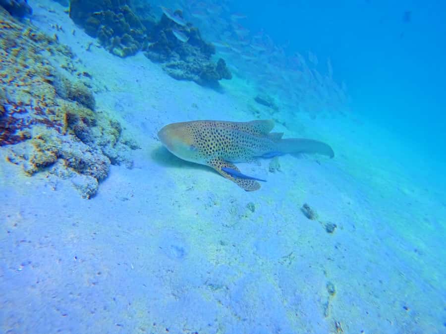 Phi Phi & Bamboo Islands: Premium Day Trip w/ Seaview Lunch - The speedboat ride to Phi Phi: fast, fun, and sometimes bumpy