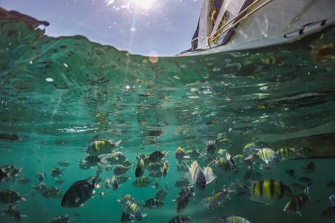 Phi Phi with Maya and Bamboo Island Day Trip by Speedboat - Maya Bay: the famous beach with real-world rules