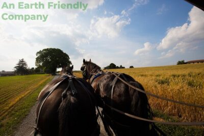 Philadelphia and Amish Country, 1-Day Tour from NYC - Price and value: paying $139 for a guided one-day shortcut