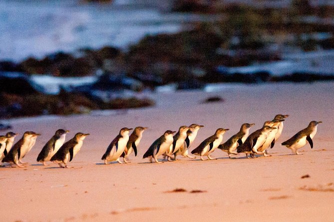 Phillip Island Day Trip from Melbourne with Penguin Plus Viewing Platform - Quick hits before you go