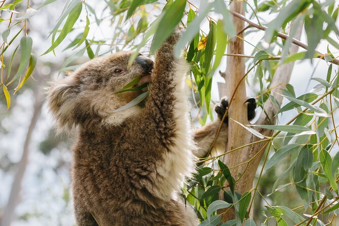 Phillip Island Day Trip from Melbourne with Penguin Plus Viewing Platform - The quick Phillip Island town break and why it’s short by design