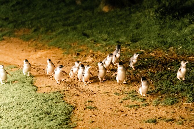 Phillip Island Day Trip from Melbourne with Penguin Plus Viewing Platform - Value check: is $172.14 a fair deal for this day?
