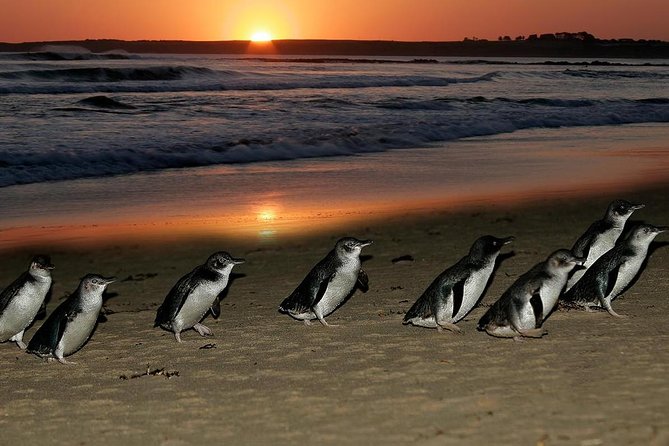 Phillip Island Penguin Parade Day Trip with Koalas from Melbourne - Cape Woolamai Beach: a short beach reset with dramatic coastline views