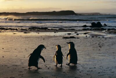 Phillip Island Penguin Parade Day Trip with Koalas from Melbourne - Getting to the tour: Immigration Museum start and a guide-led coach ride