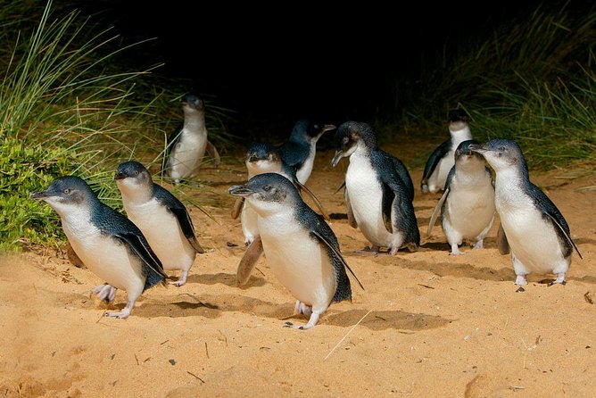 Phillip Island Penguin Parade Day Trip with Koalas from Melbourne - Cost and value: what you’re paying for (and what you’ll still pay for)