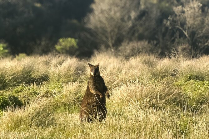 Phillip Island Penguins & Wildlife Day Tour from Melbourne - Key things to know before you go
