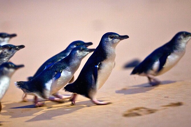 Phillip Island Penguins & Wildlife Day Tour from Melbourne - From Melbourne to Phillip Island: why this route works