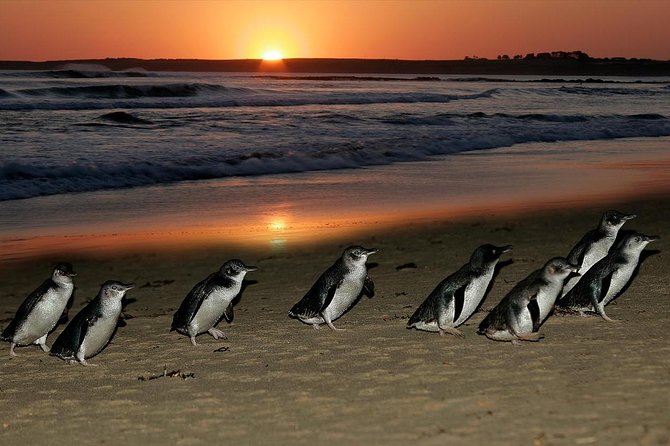 Phillip Island Penguins & Wildlife Day Tour from Melbourne - Cape Woolamai Beach: quick sand time and southern coast views