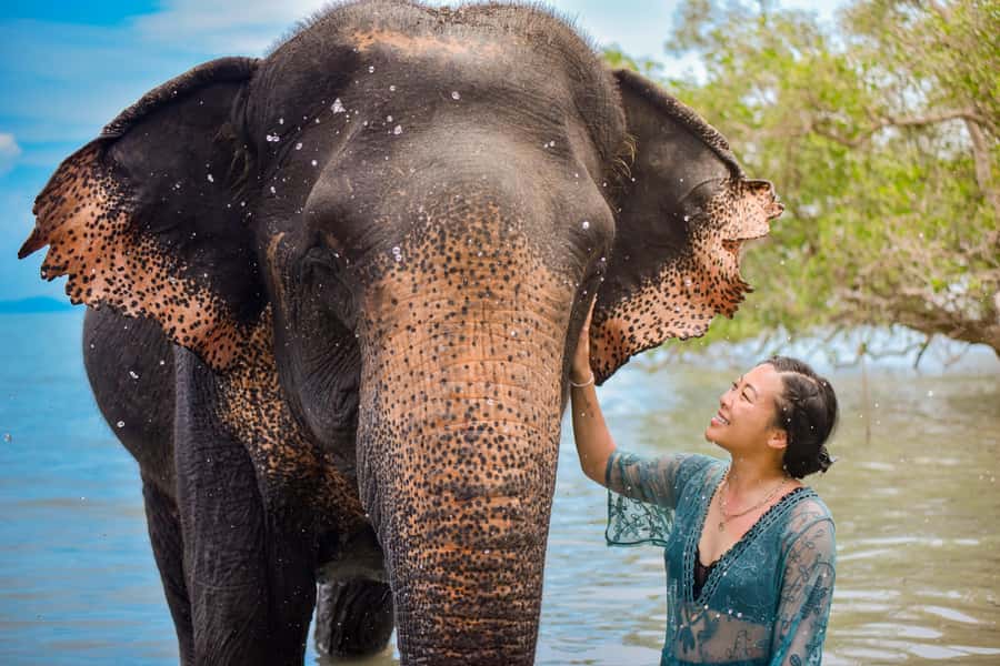 Phuket: Lily Elephant Half day Trip on the Beach with lunch - Feeding, vitamin balls, and a basic health check (the respect part)