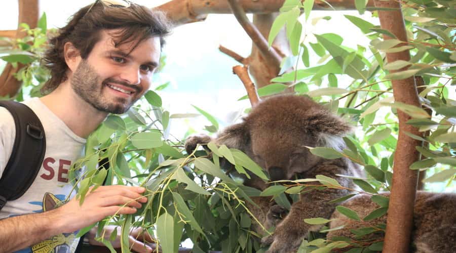 Pinnacles, Koalas, 4WD & Sandboarding Tour from Perth - Key things worth knowing before you go