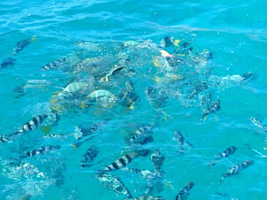 Praslin: Curieuse & St Pierre Island Day Trip with Barbecue - Guides and crew: why “the people part” matters here