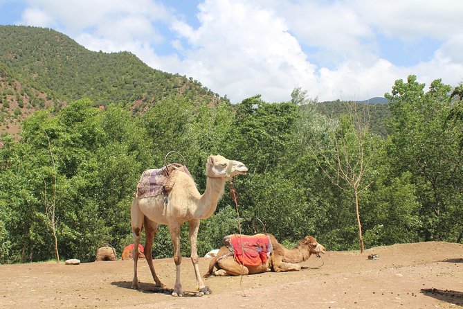 Premium Atlas Mountains & Berber Village Day Trip with Camel Ride - Pickup in Marrakech and the Real Timing (Car Time Is Part of the Package)