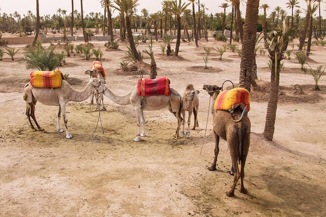 Private Atlas Mountains & Berber villages day trip & camel ride - Key highlights worth your attention