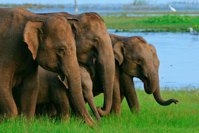 Private Day Trip to Sigiriya, cave and National park Safari Tour - What You’re Really Buying: UNESCO Rock, Cave Temples, and an Elephant Safari