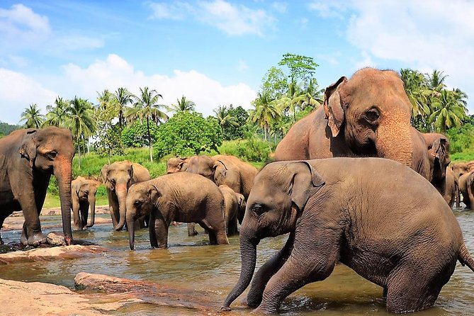 Private Day Trip to Sigiriya, cave and National park Safari Tour - Timing Reality Check: 11–12 Hours on Paper, Longer on the Road