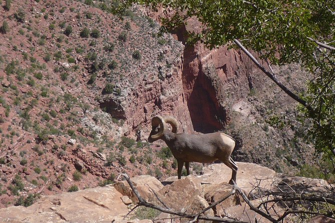 Private Grand Canyon Day Tour from Phoenix & Scottsdale - Food, Water, and Comfort on a Long Day