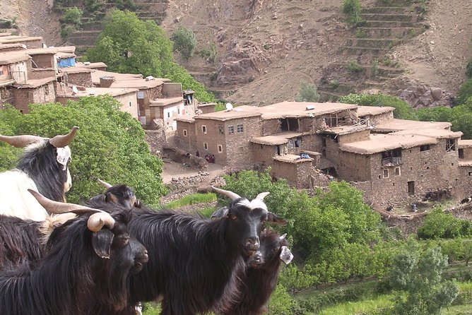 Private Guided Atlas Day Tour from Marrakech with lunch in a Berber family home - Atlas Day, Private Pace, Real Berber Lunch: The Best Parts