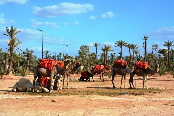 Private Marrakech Day Trip from Casablanca with Free Camel Ride - Souk Semmarine and the Medina loop: shopping gets fun fast, then it gets heavy