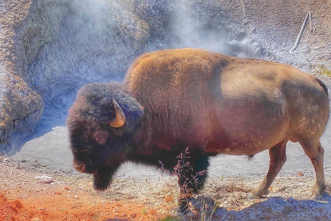 Private VIP Boutique Yellowstone Day Tour from Gardiner MT - Key things to know before you go