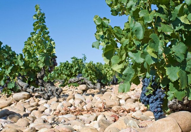 Provence Cru Wine Small-Group Half-Day Tour from Avignon - Key highlights worth clocking