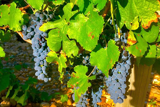 Provence Cru Wine Small-Group Half-Day Tour from Avignon - Châteauneuf-du-Pape: rolled pebbles, red clay, and why the AOC is famous
