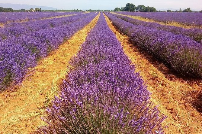 Provence Lavender Full Day Tour from Avignon - Sénanque Abbey Photo Stop: Lavender + Architecture in One Frame