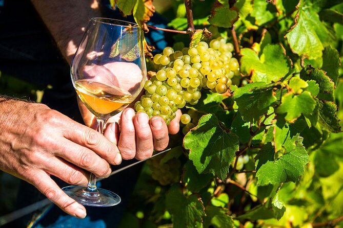 Provence Organic Wine Tasting Half Day Tour from Nice - Half-Day From Nice: Why This Provence Loop Works