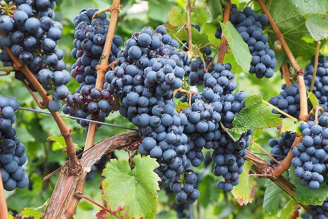 Provence Organic Wine Tasting Half Day Tour from Nice - The Real Deal on Timing: Pickup Delays, Group Size, and Weather