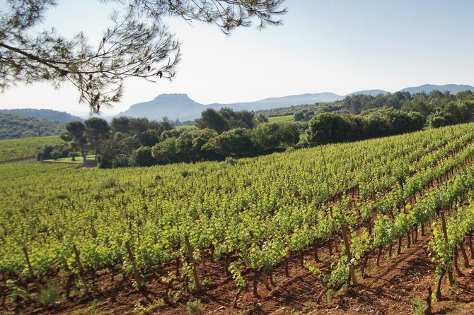 Provence Wine Tour - Private Day Tour from Nice - The tastings flow: about 15 wines and a practical way to taste