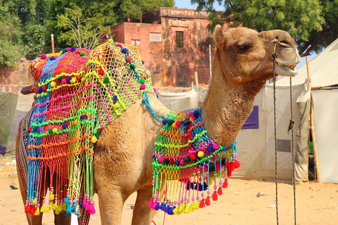 Pushkar Day Trip from Jaipur – Private Car, Safari, Guide & Lunch - Key highlights you’ll feel on the day